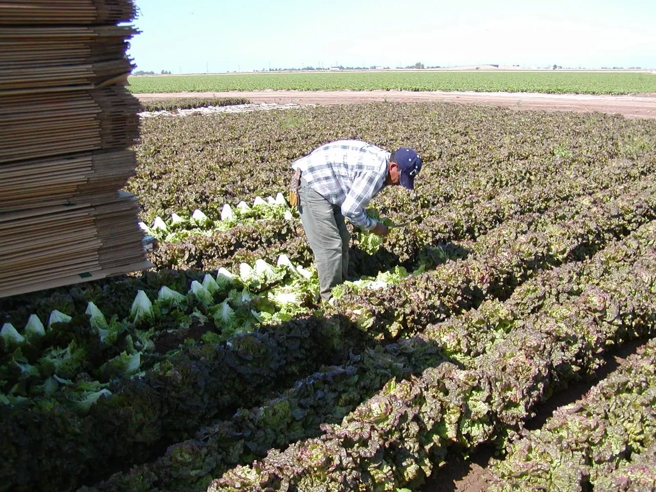 Broccoli field
